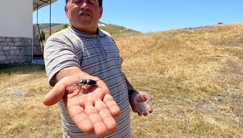 Sivas’ta Ortaya Çıkan Tehlikeli Böcek İçin Cezası 557 Bin TL!