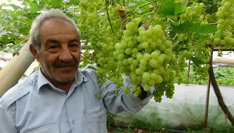 Zirai Don Olayı Meyve Fiyatlarını Altüst Etti: İlk Ürünler 250 TL