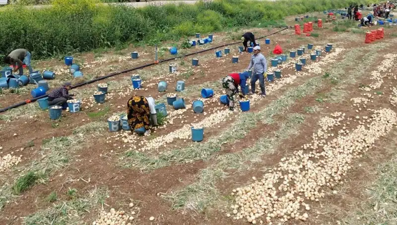 Soğan Hasadı Başladı: Fiyatlar Düşüşte, Pazarlar Hareketlendi!