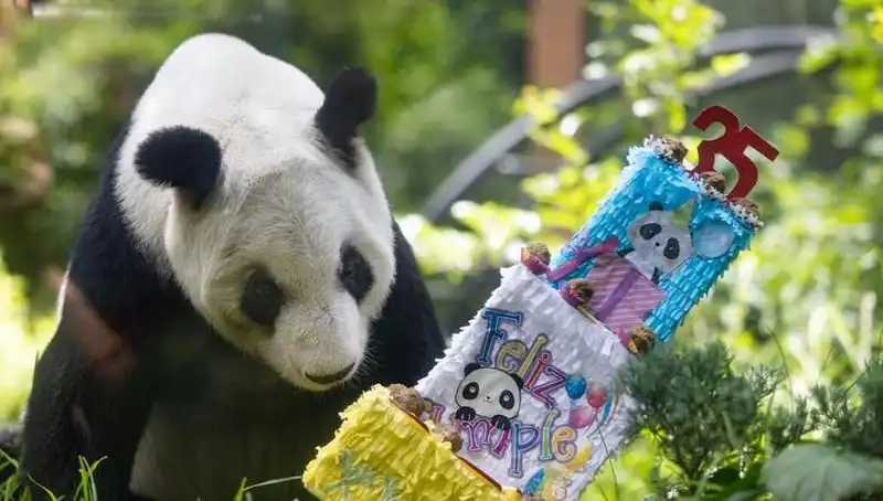 Dev Panda Xin Xin, 35. Yaşında Tüm Dünyayı Büyüledi!