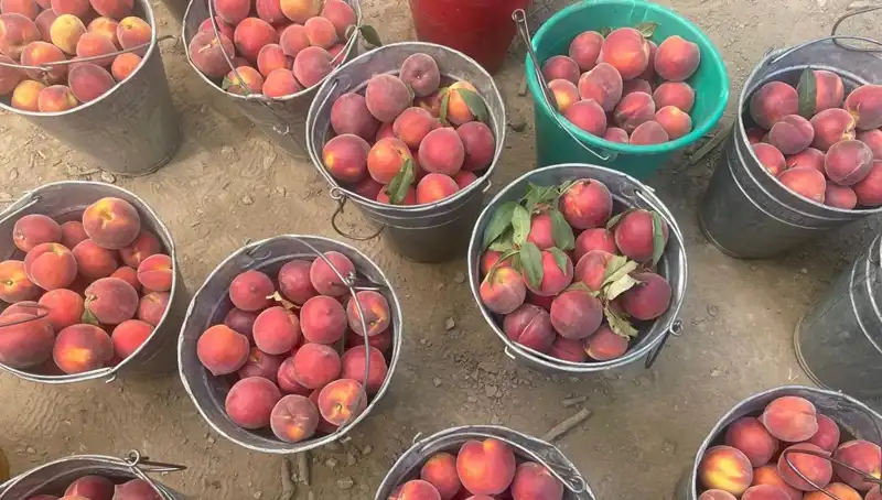 Hasat Dönemi Geldi: Çiftçiler 100 Liralık Fiyatla Seviniyor