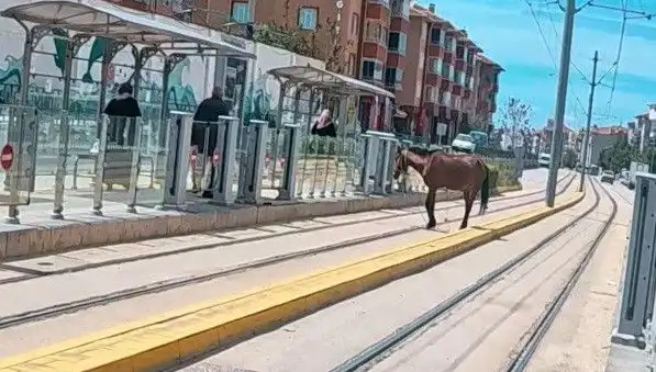 Eskişehir Tramvay Raylarında Gözlemlenen Başboş At Olayı Şaşkınlık Yarattı