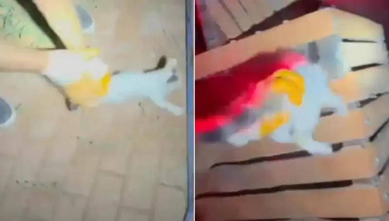 Gece Yarısı İtfaiye Ekiplerinden Kedi Kurtarma Operasyonu!