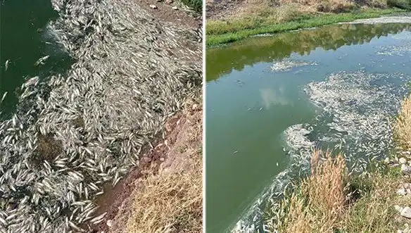 Karasu Çayı'ndaki Gizemli Balık Ölümleri: Sıhhi Tehlike Mi Teşkil Ediyor?