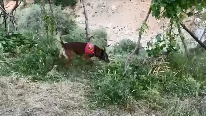 Dere Kenarındaki Esrarengiz Gizem: Dedektör Köpekler Buldu!