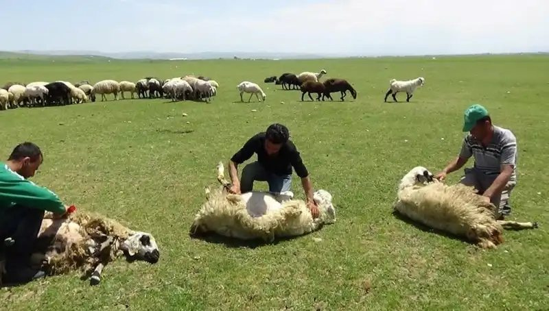 Yüksek Dağlarda Koyun Kırkma Zamanı Geldi: Taze Yün Sezonu Başlıyor!