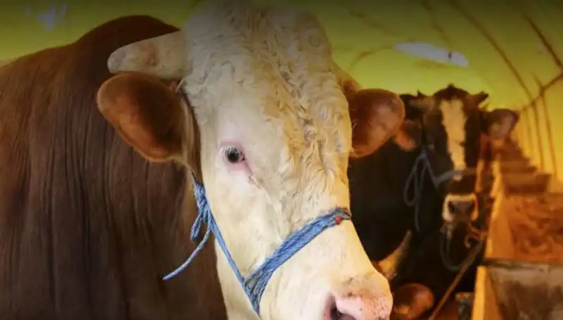 Akika Kurbanı Nedir? Geleneği ve Kesim Zamanı Hakkında Bilgiler