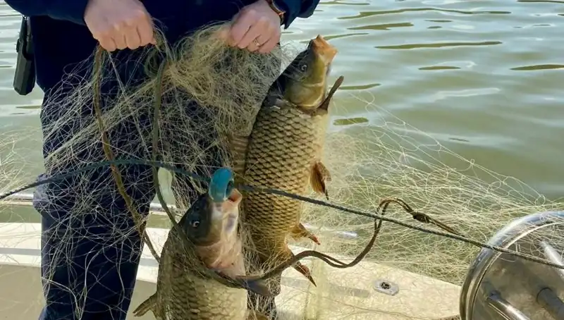 Samsun'da Ağa Takılan Balıklar İçin Seferberlik Başladı
