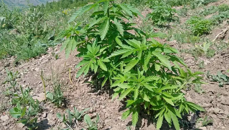 Bingöl'de Operasyon: Kenevir ve Kaçak Tütün Soruşturması Derinleşiyor