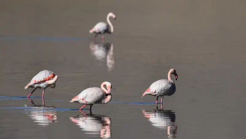 Kuş Cennetinde Kuraklık Etkisi: Flamingoların Sayısı Neden Düştü?