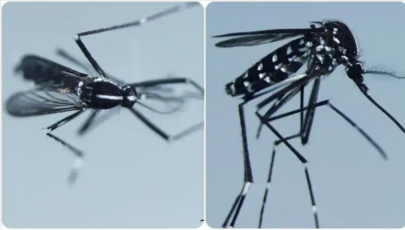 Chikungunya Virüsü: Tehlikesi, Belirtileri ve Etkili Önlemler