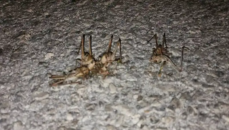 Yüzlerce Çekirgenin Yolu İstila Etmesi: Tarımcılar Ne Yapacak?