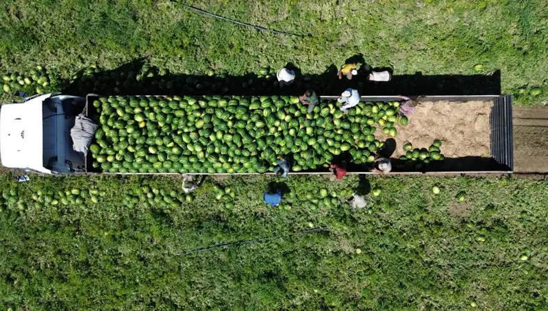 Bafra Ovası'nda 94 Bin 500 Ton Karpuz Rekoltesi Bekleniyor: Verimlilik Artıyor