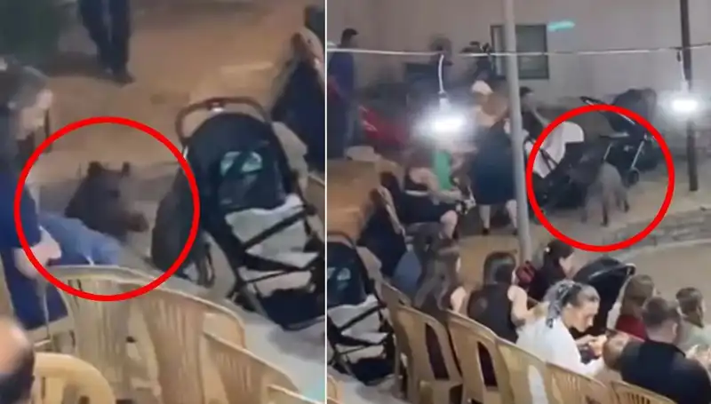 Düğün Eğlencesine Yaban Domuzu Saldırısı: Tepkiler ve Sonuçlar