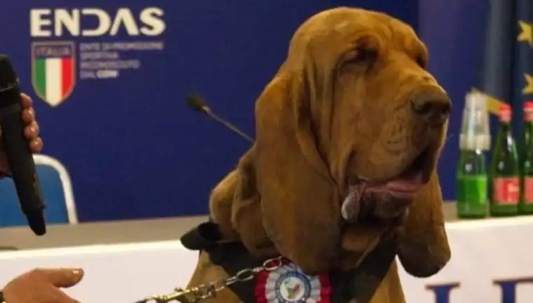 Arama Köpeğine Suikast: Çivili Sosisle Karşılaştı, Hayatını Kaybetti