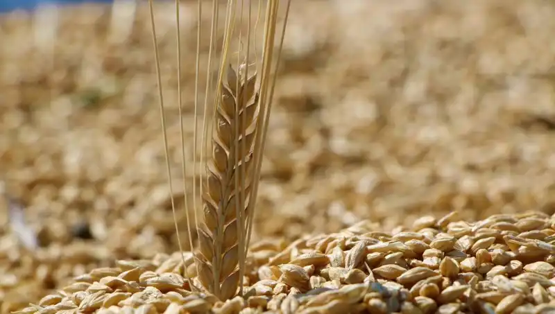 Türkiye'nin 2025 Buğday Satış Fiyatları: Arpa ve Yulafda Yeni Gelişmeler!