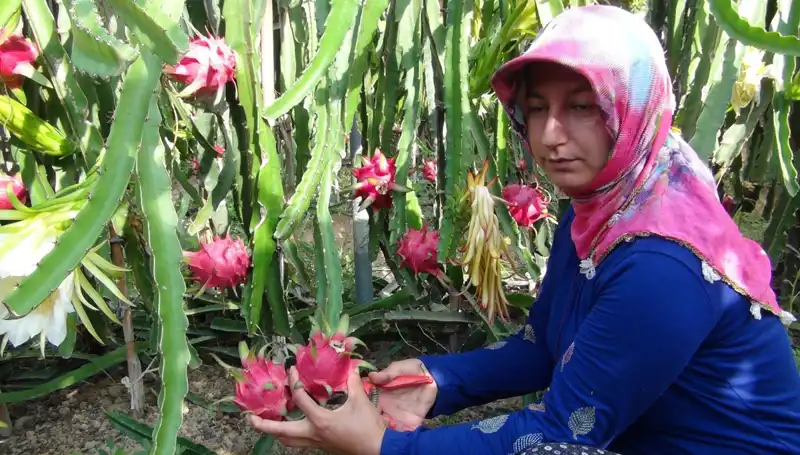 Emekli Oldu, Pitaya Üretmeye Başladı: Kilosu 200 TL!