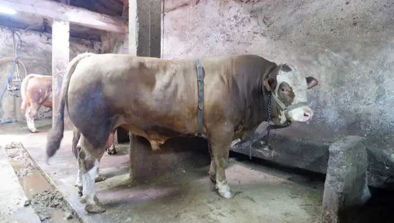 1 Ton 200 Kilo Eşya, Alıcısını Buldu: Fiyatı Şaşırttı!