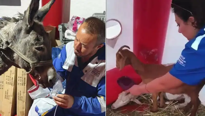 Yangından Etkilenen Eşeklere Uygulanan Oksijen Maskeli Tedavi Yöntemi
