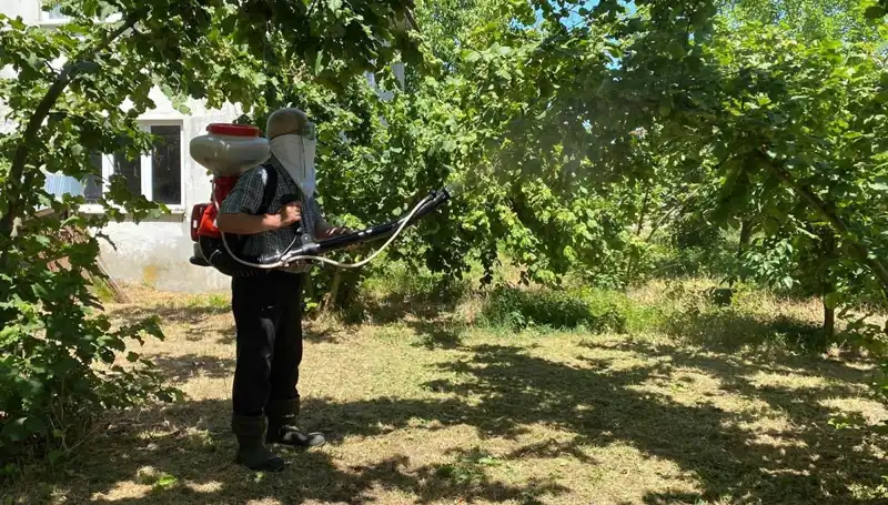 Çiftçilerin Umudu: Kükürt ve Samuray Arısının Mücadelesi