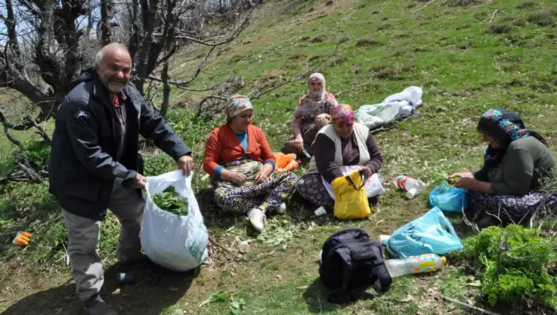 Yüzlerce Aile İçin Geçim Kaynağı: 5 Saat Yürüyüşle Yenilebilir Mantar Toplamak
