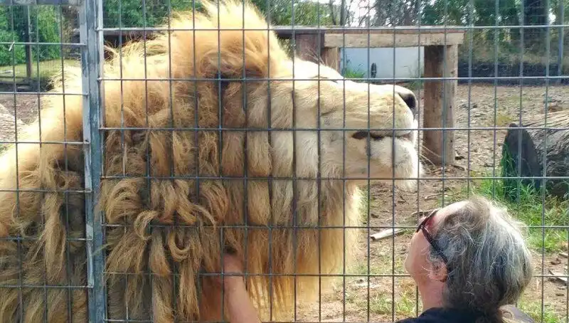 Avustralya'da Aslan Saldırısı: Kafeste Yaşanan Şok Edici Olay