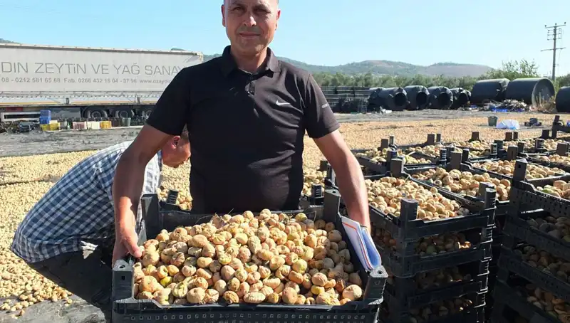 Balıkesir’de Hasat Heyecanı: Çin ve Rusya’ya İhracat Başladı!