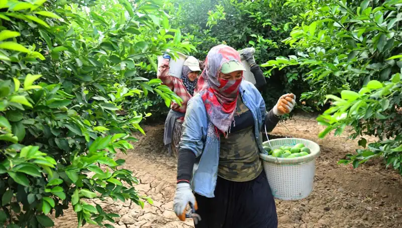 Markette Fiyat Alarmı: Kilosu 150 Lirayı Geçti, Düşüş Yolda!