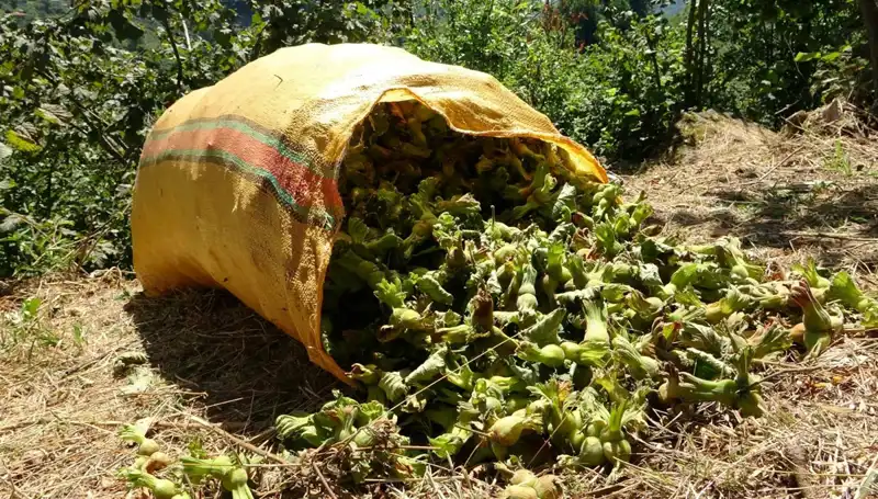 Giresun'da Fındık Hasadı Coşkusu: Üreticiler Umutlu ve Heyecanlı