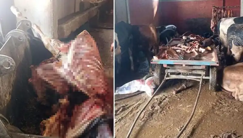 Adana'da 2,5 Ton At Eti Ele Geçirildi: 4 At Son Anda Kurtarıldı